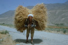 Afghanistan, Andarab valley, farmer carrying heavy load